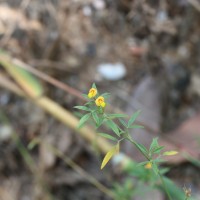 Stylosanthes guianensis (Aubl.) Sw.